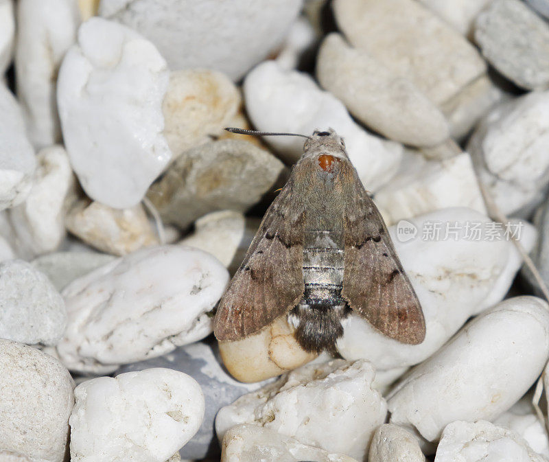 蜂鸟鹰蛾(Macroglossum stellatarum)